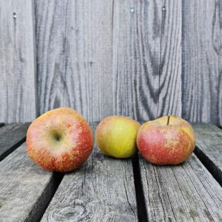 Apfel Boskoop