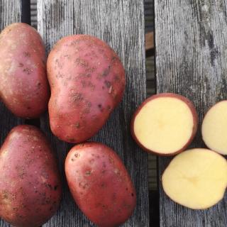 Kartoffeln rotschalig 10 kg vorw.festkochend Laura