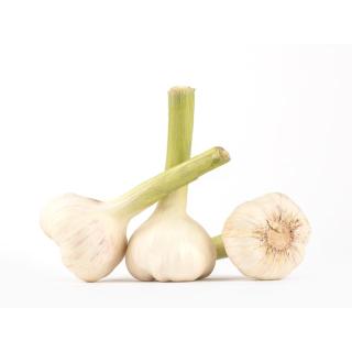 Knoblauch frisch