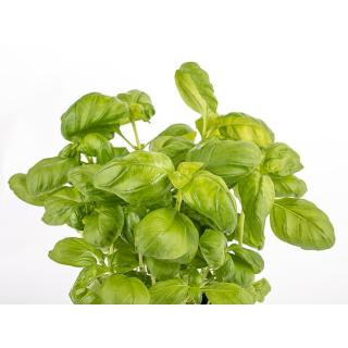 Basilikum für Pesto 1kg