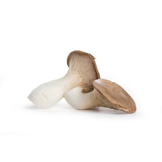 Kräuterseitlinge Pilze