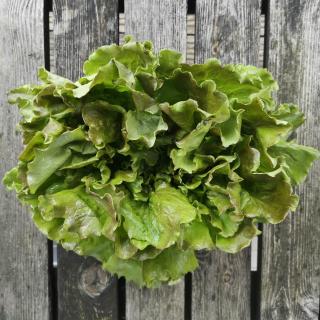 Batavia Salat rot